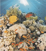 Dec Corals Panno (  2- ) 5045