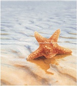 Starfish 1 (  2- ) 5045