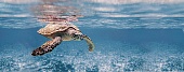 Ocean Turtle  20x50
