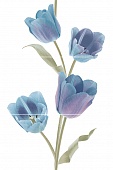 Tulips Frios  ( 3- ) 5075